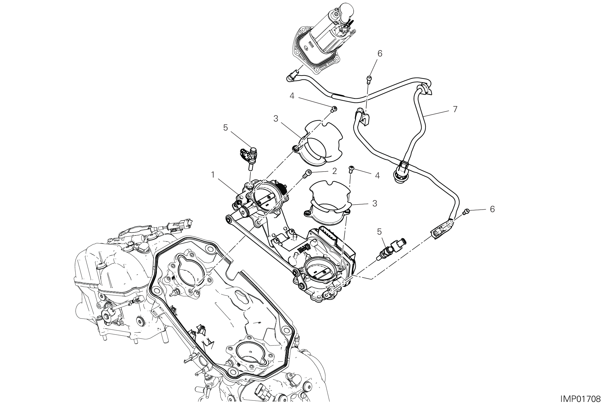 Corps papillon